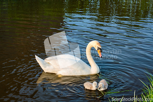 Image of Swan with little swans