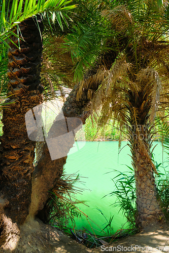 Image of Palm forest. Crete island, Greece