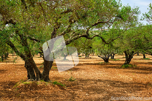 Image of Olive trees Olea europaea in Crete, Greece for olive oil production