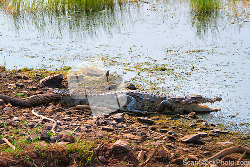 Image of Snub Nosed Marsh Crocodile mugger crocodile Crocodylus palustris