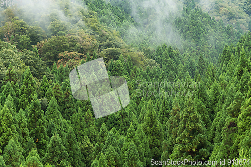 Image of Green forest