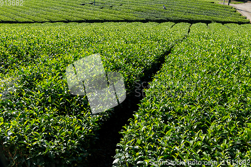 Image of Tea Plantation