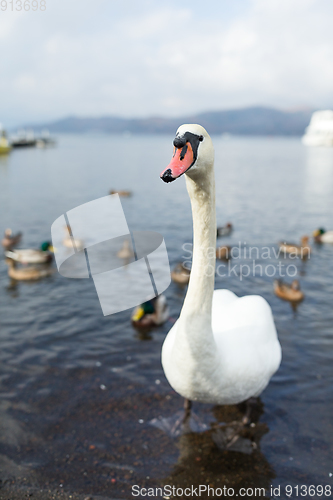 Image of Swan at lake