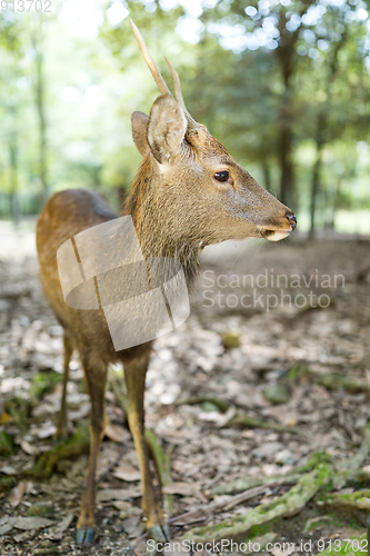 Image of Deer at park