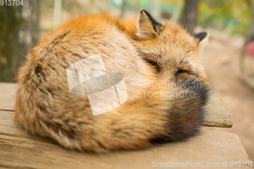 Image of Red sleeping close up