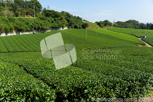 Image of Fresh green tea plantation