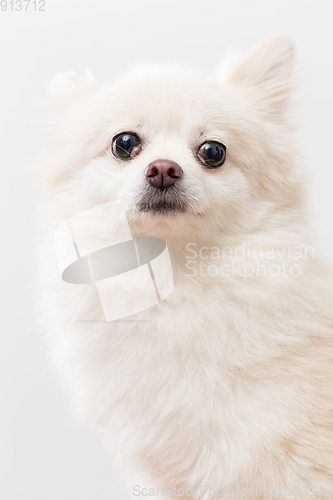 Image of White pomeranian