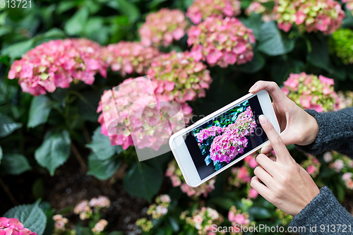 Image of Woman taking photo on mobile phone with Hydrangea at garden