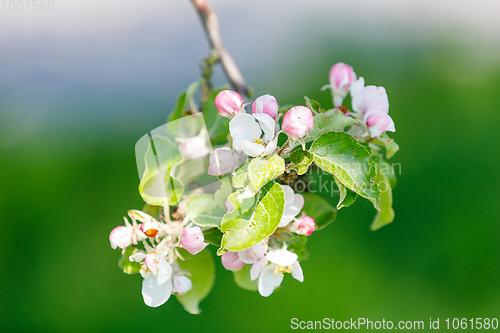 Image of flowering apple tree in spring