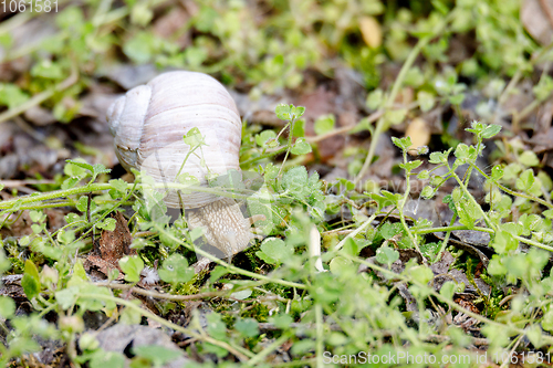 Image of Garden snail (Helix aspersa)