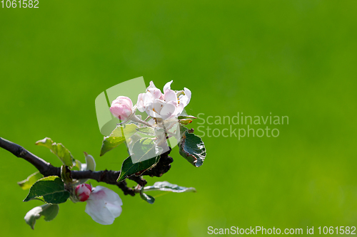 Image of flowering apple tree in spring