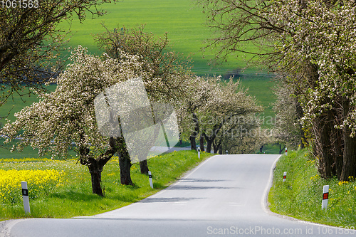 Image of spring road with alley of cherry in bloom