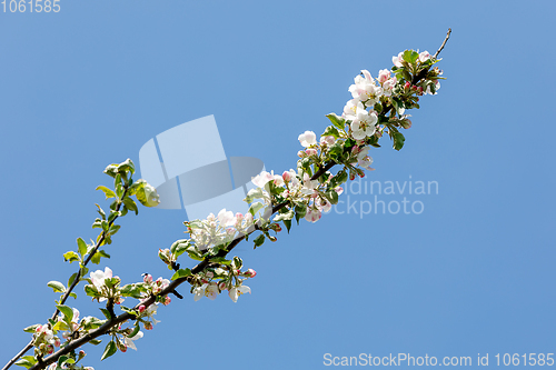 Image of flowering apple tree in spring