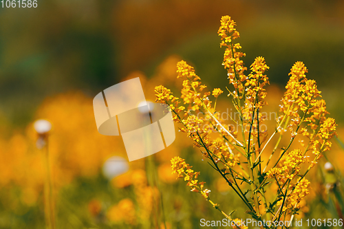 Image of spring flowers dandelions in meadow, springtime scene