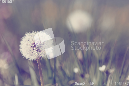 Image of Dandelion, spring abstract color background