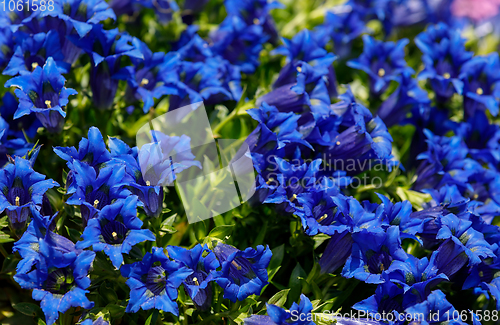 Image of Trumpet gentiana blue flower in spring garden