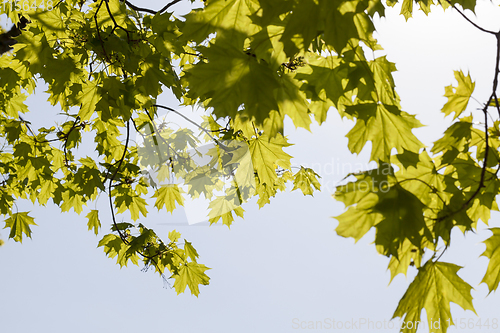 Image of Maple foliage