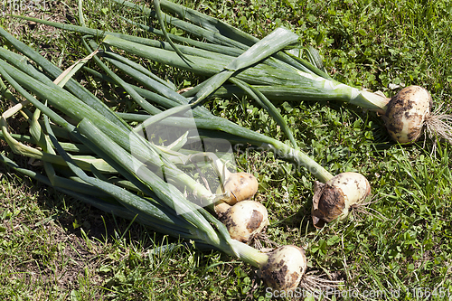 Image of onion harvested