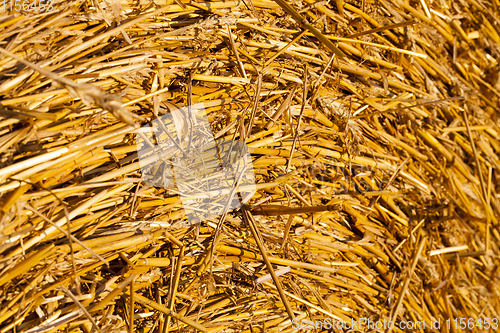 Image of dry straw