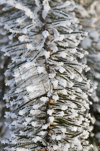 Image of Trees under frost