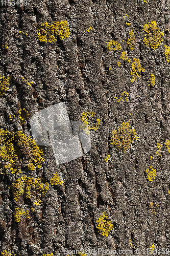 Image of yellow lichen