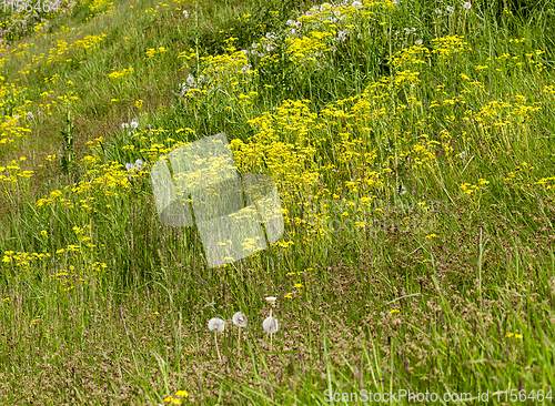 Image of meadow closeup