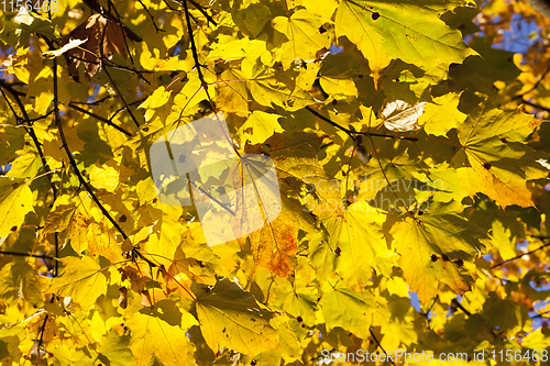 Image of Autumn in the forest