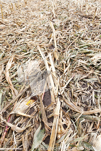 Image of leaves of corn