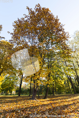 Image of Park in the fall