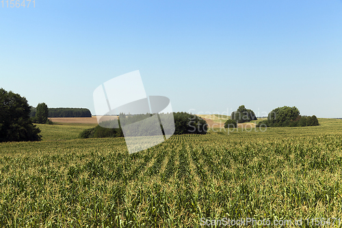 Image of green field of corn