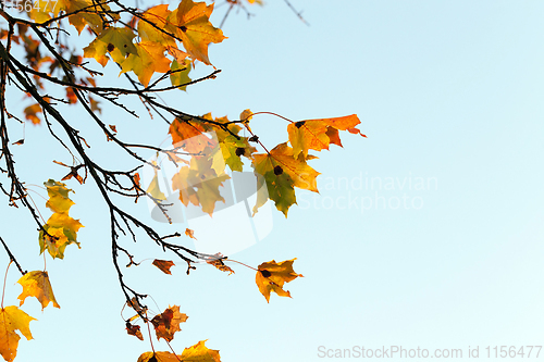 Image of colorful maple leaves