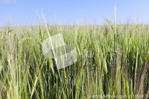 Image of Field with cereal