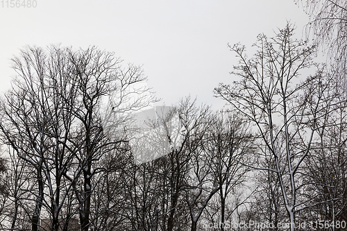 Image of tops of trees