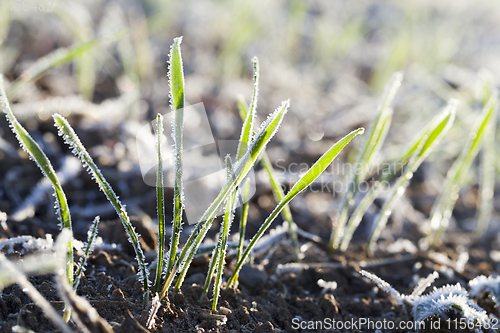 Image of young sprouts wheat