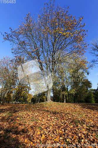 Image of Maple tree in autumn