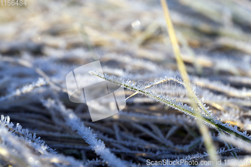 Image of grass in winter