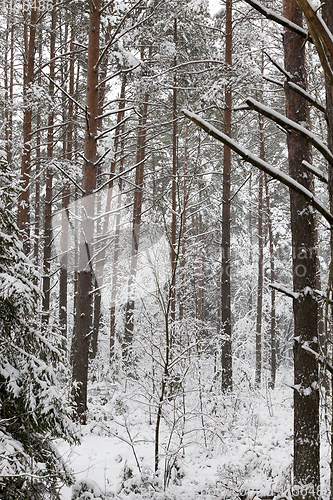 Image of Pine trunks in winter