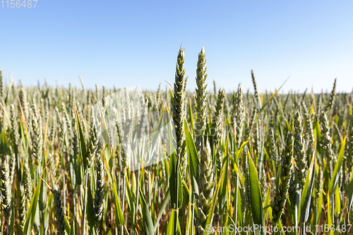 Image of Field with cereal