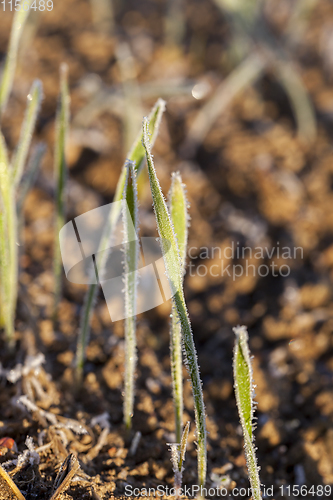 Image of grass in winter