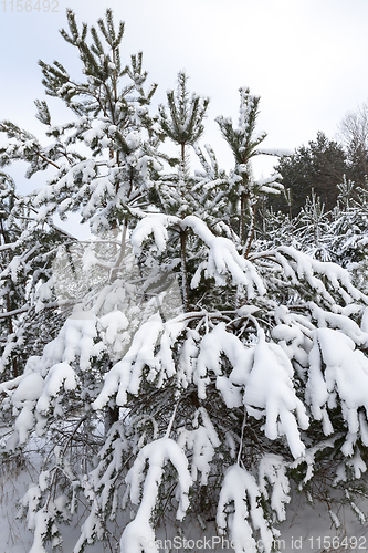 Image of Forest in winter