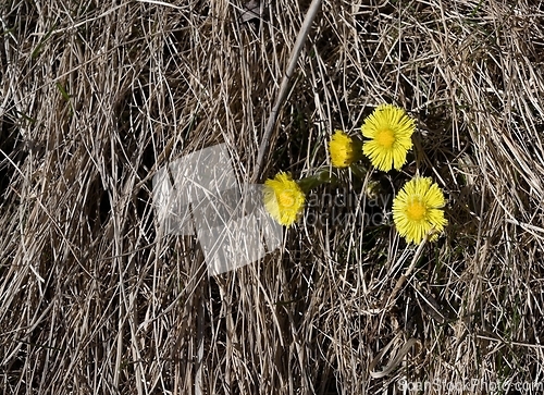 Image of flowering of the first flowers coltsfoot in the spring