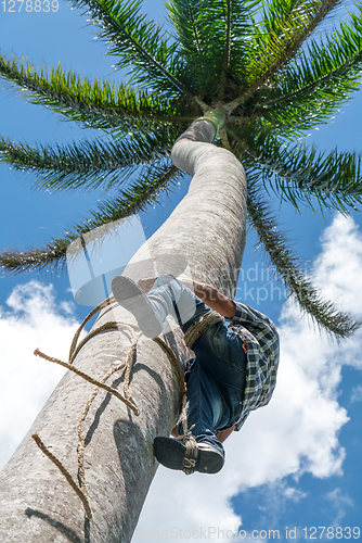 Image of Adult male climbs coconut tree to get coco nuts