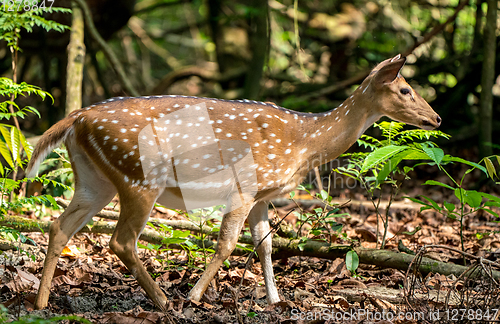 Image of spotted or sika deer in the jungle