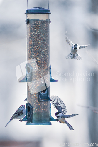 Image of birds feeding and playing at the feeder