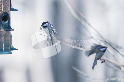 Image of birds feeding and playing at the feeder