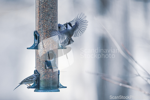 Image of birds feeding and playing at the feeder