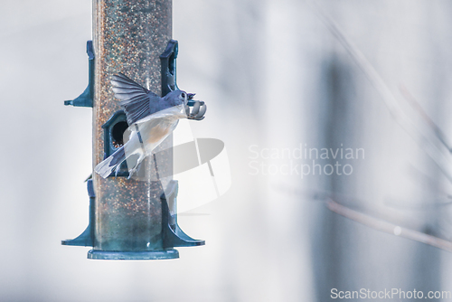 Image of birds feeding and playing at the feeder