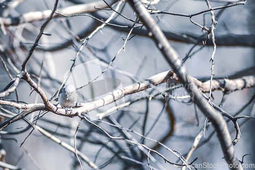 Image of Marsh Tit chickadee resting on a tree branch