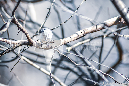 Image of Marsh Tit chickadee resting on a tree branch