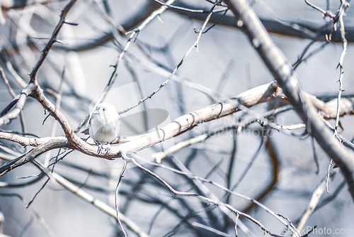 Image of Marsh Tit chickadee resting on a tree branch